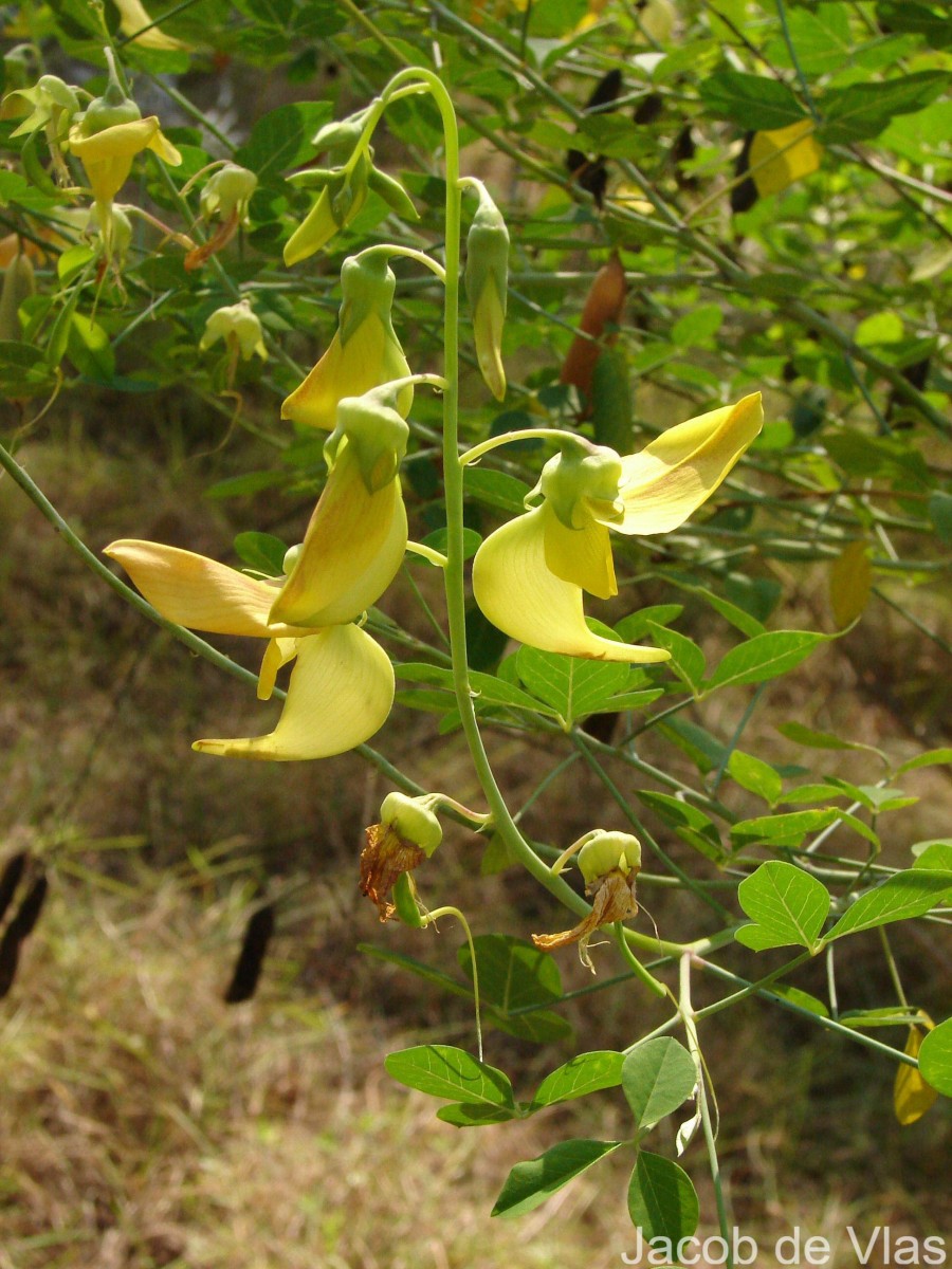 Crotalaria laburnifolia L.